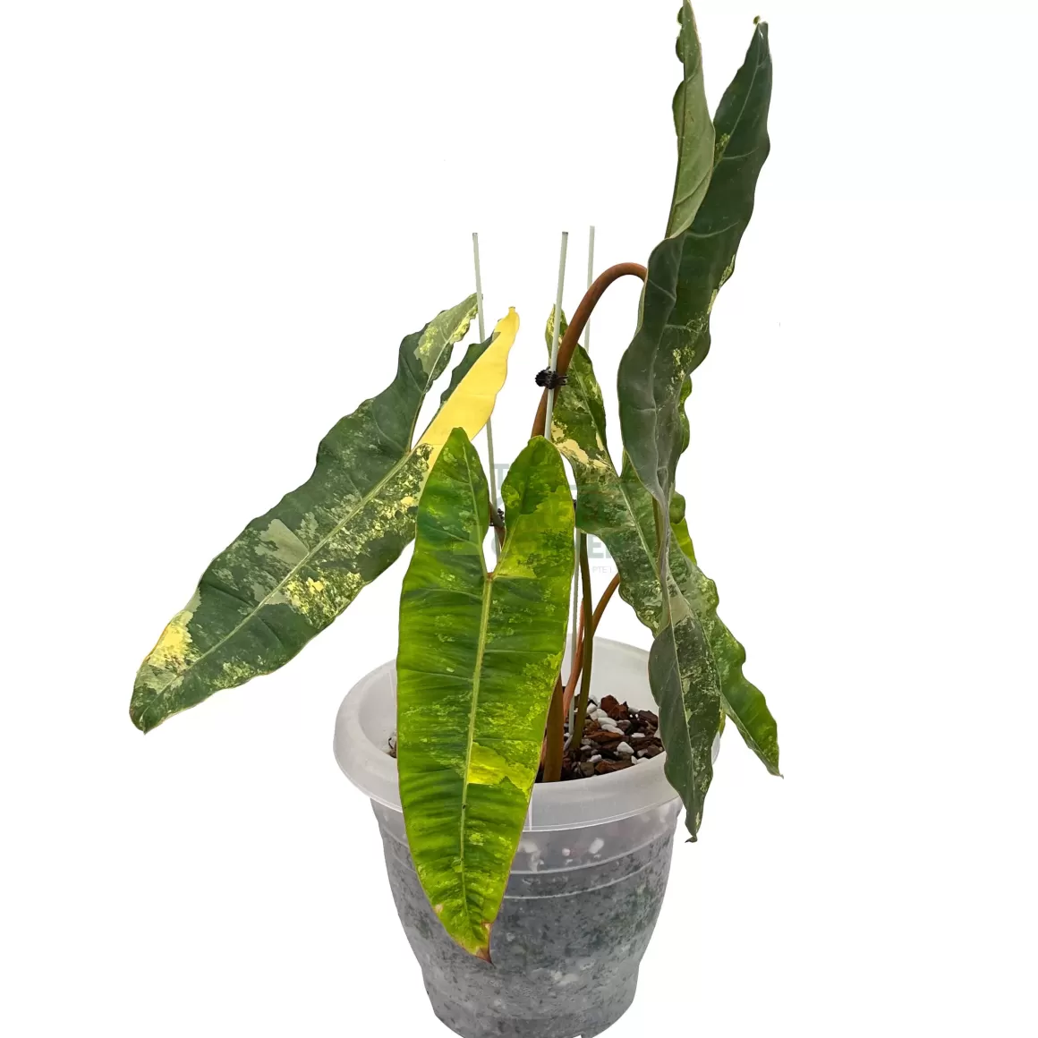 Clearance Philodendron Billietiae Variegated Philodendron