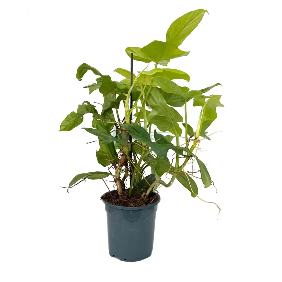 Fashion Philodendron Bipennifolium Yellow Violin Philodendron