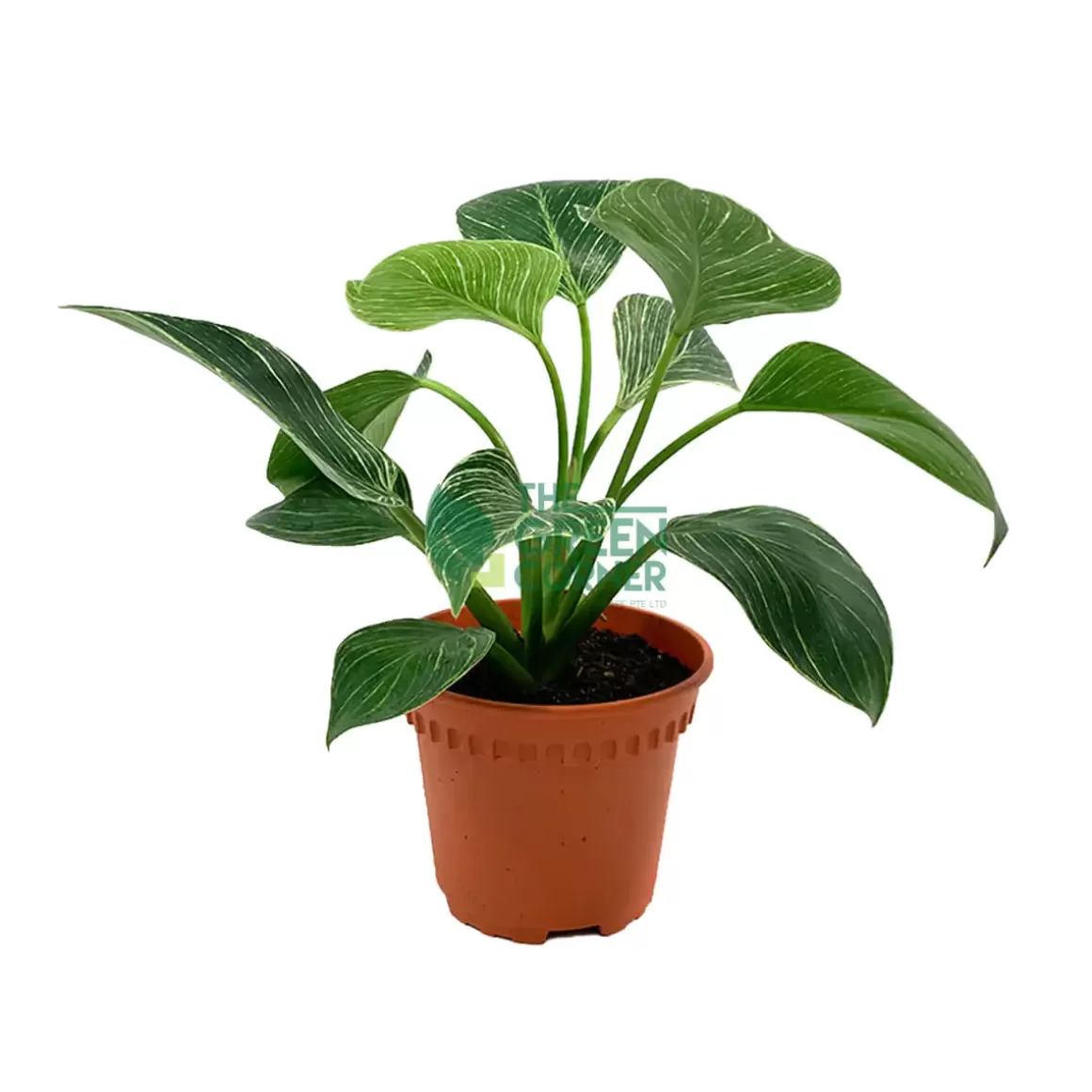 Best Philodendron Birkin Philodendron