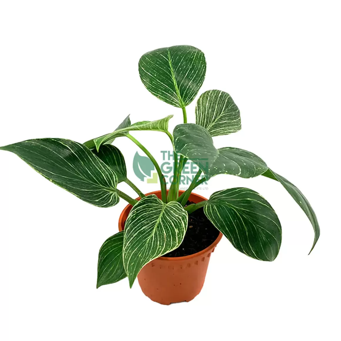 Best Philodendron Birkin Philodendron