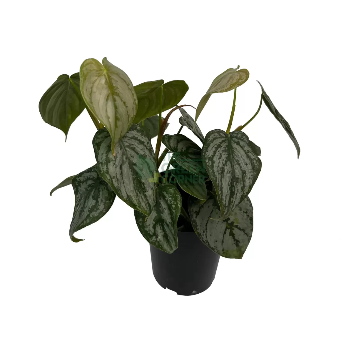 Best Sale Philodendron Brandtianum Philodendron