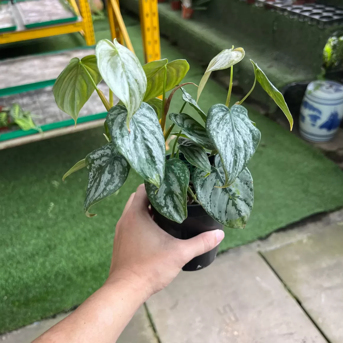 Best Sale Philodendron Brandtianum Philodendron