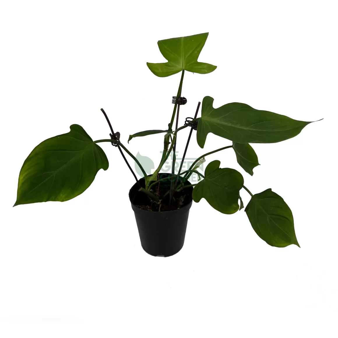 Hot Philodendron Capsosportoanum Philodendron