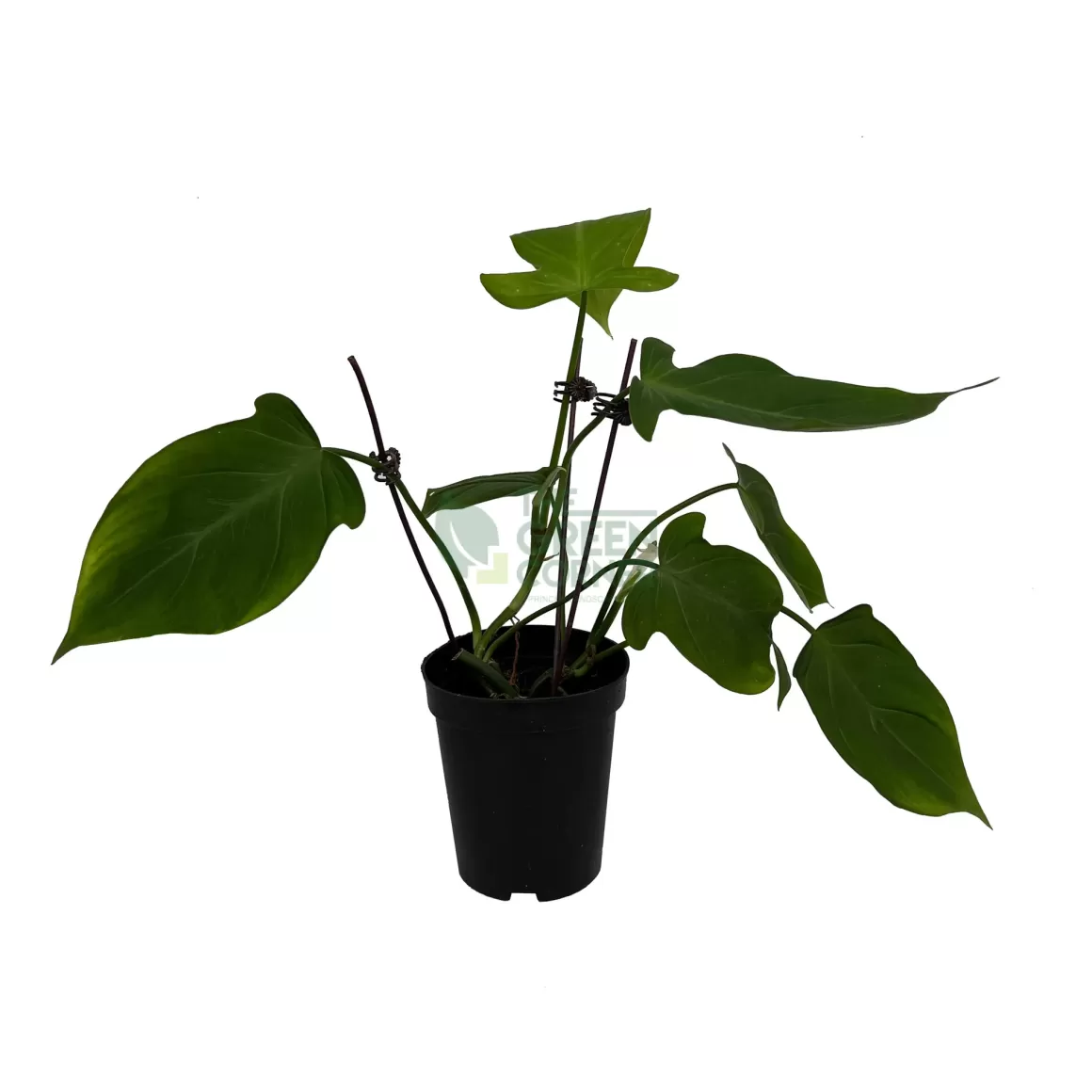 Hot Philodendron Capsosportoanum Philodendron