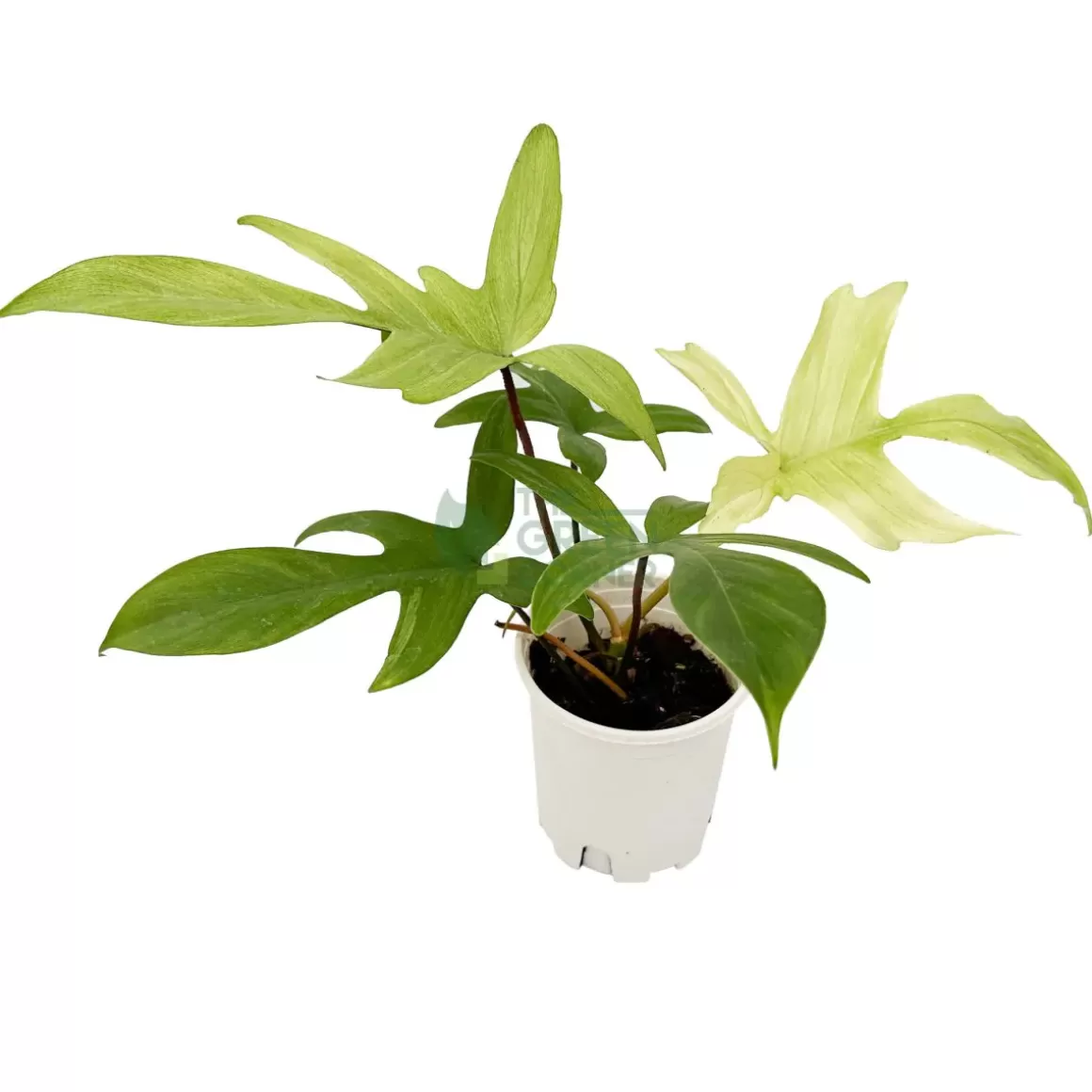 Best Philodendron Florida Ghost Mint Philodendron