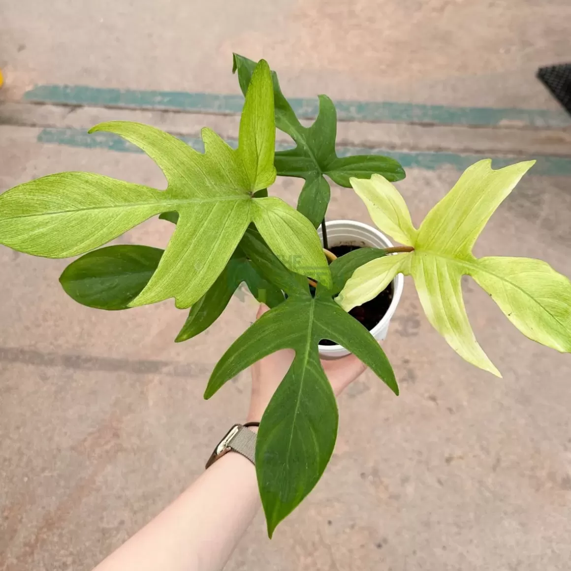 Best Philodendron Florida Ghost Mint Philodendron