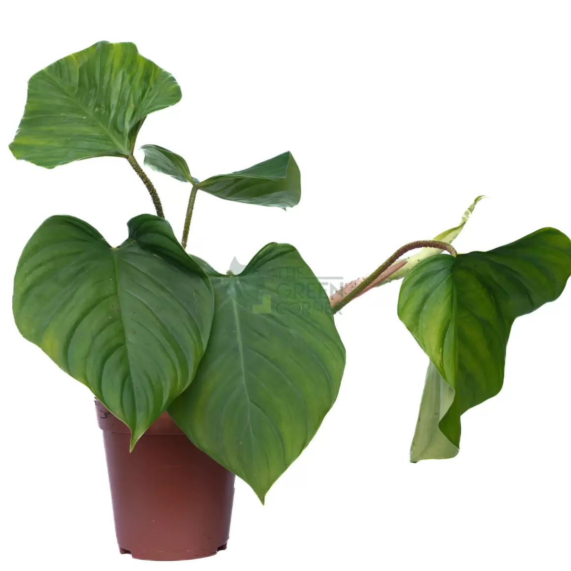 Store Philodendron Fuzzy Petiole 15Cm Philodendron