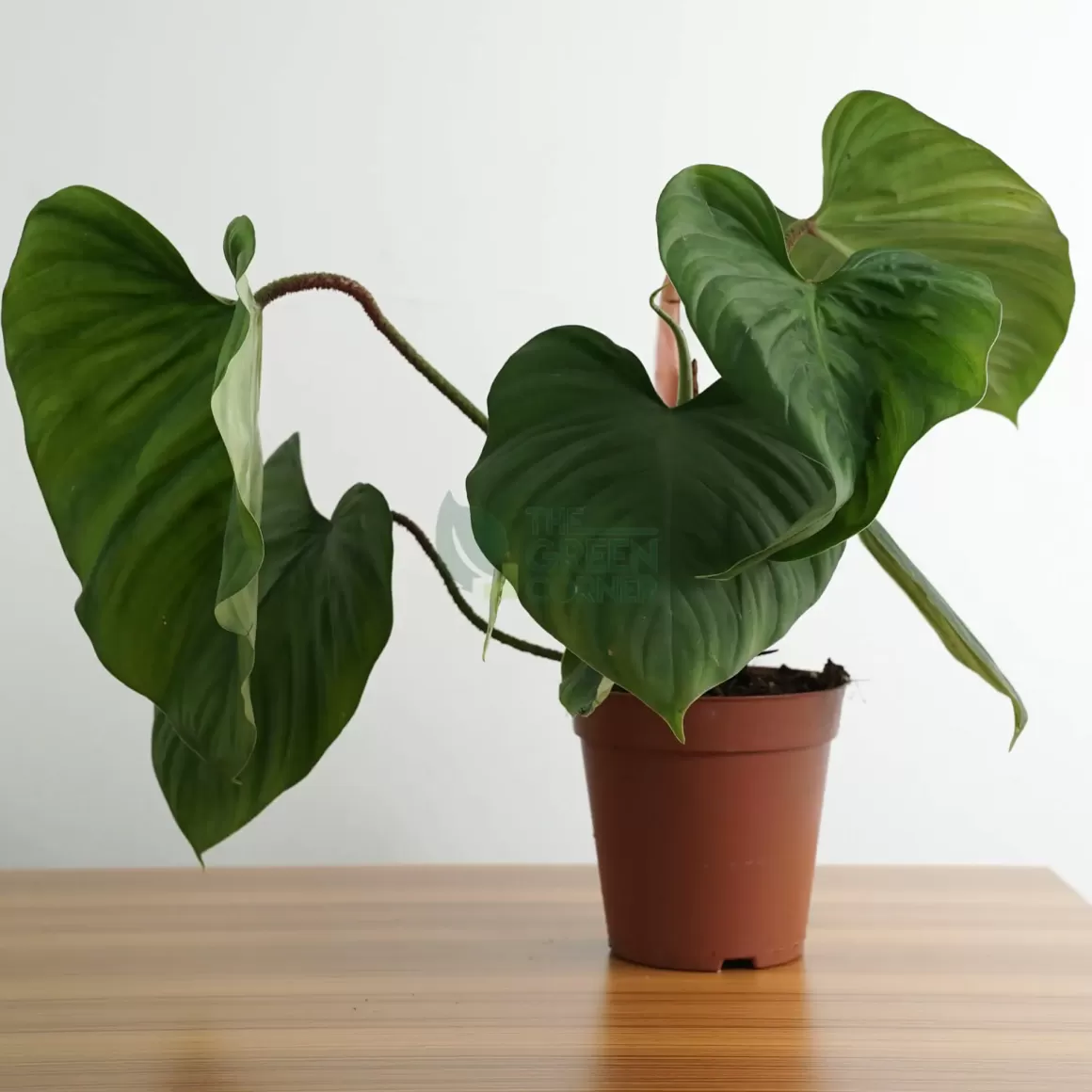 Store Philodendron Fuzzy Petiole 15Cm Philodendron