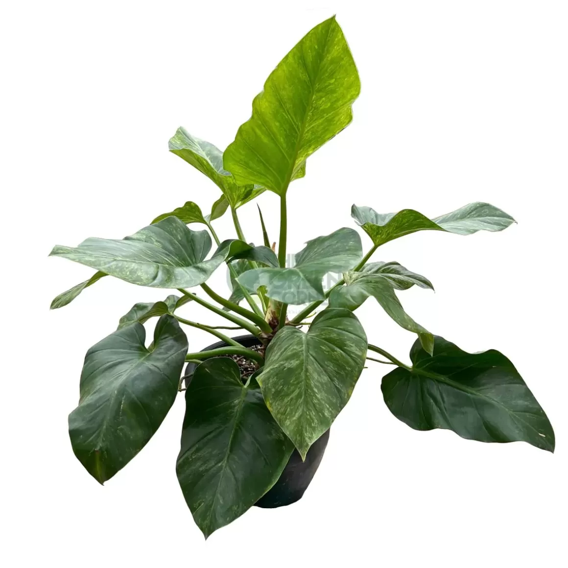 New Philodendron Giganteum Variegated Philodendron