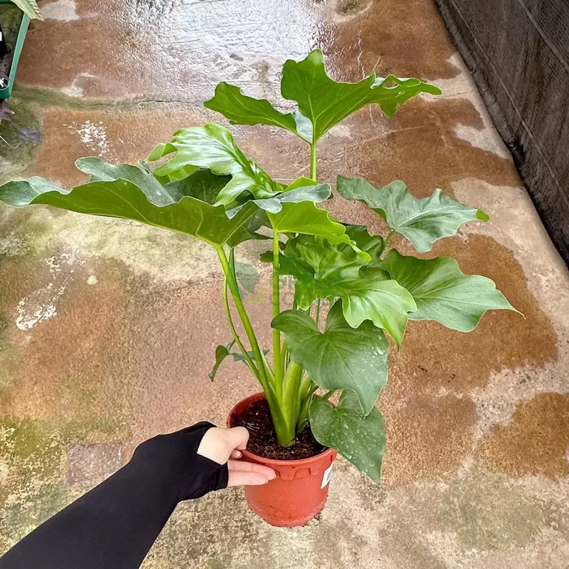 Best Sale Philodendron Hope Philodendron