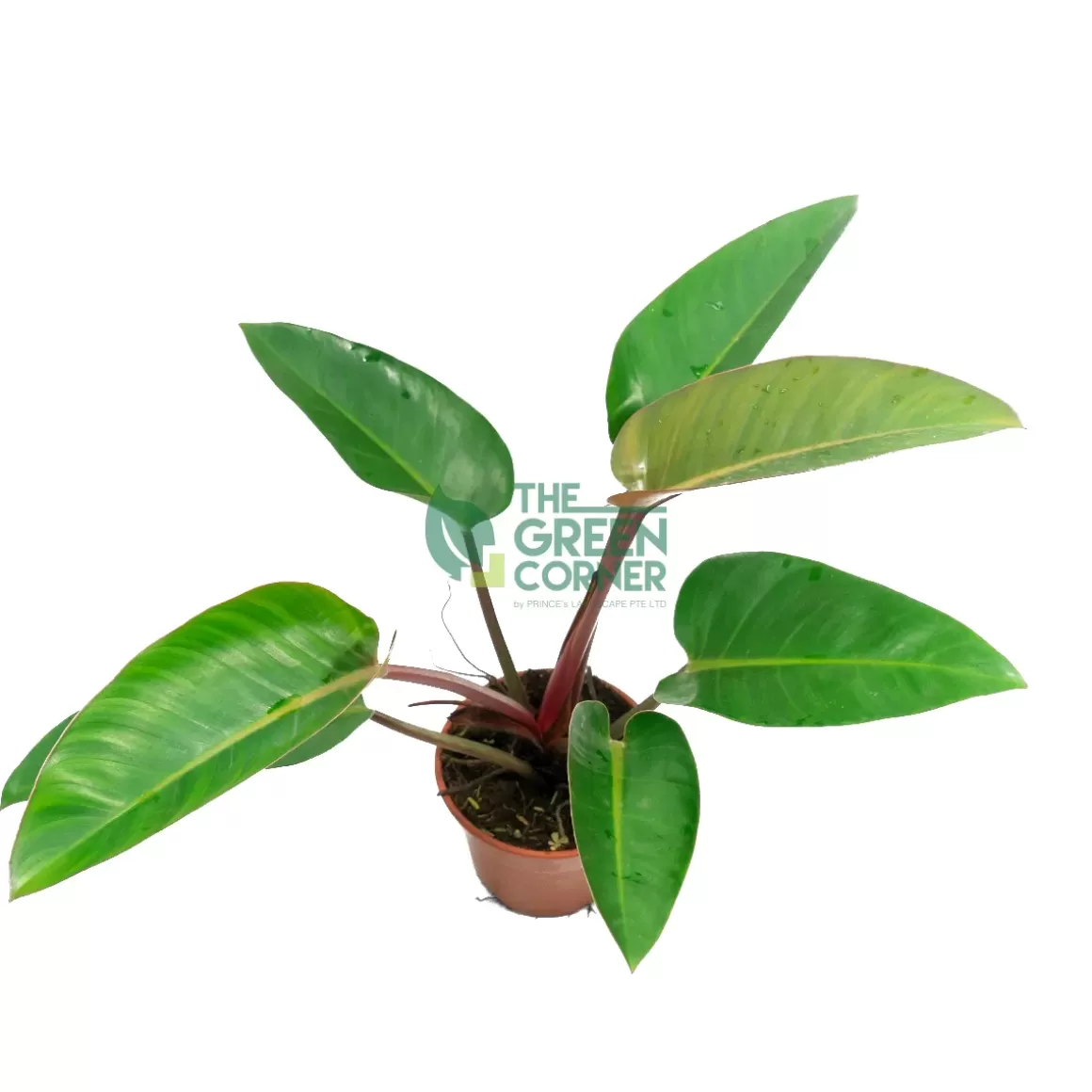 Outlet Philodendron Imperial Red Pot 150Mm Philodendron