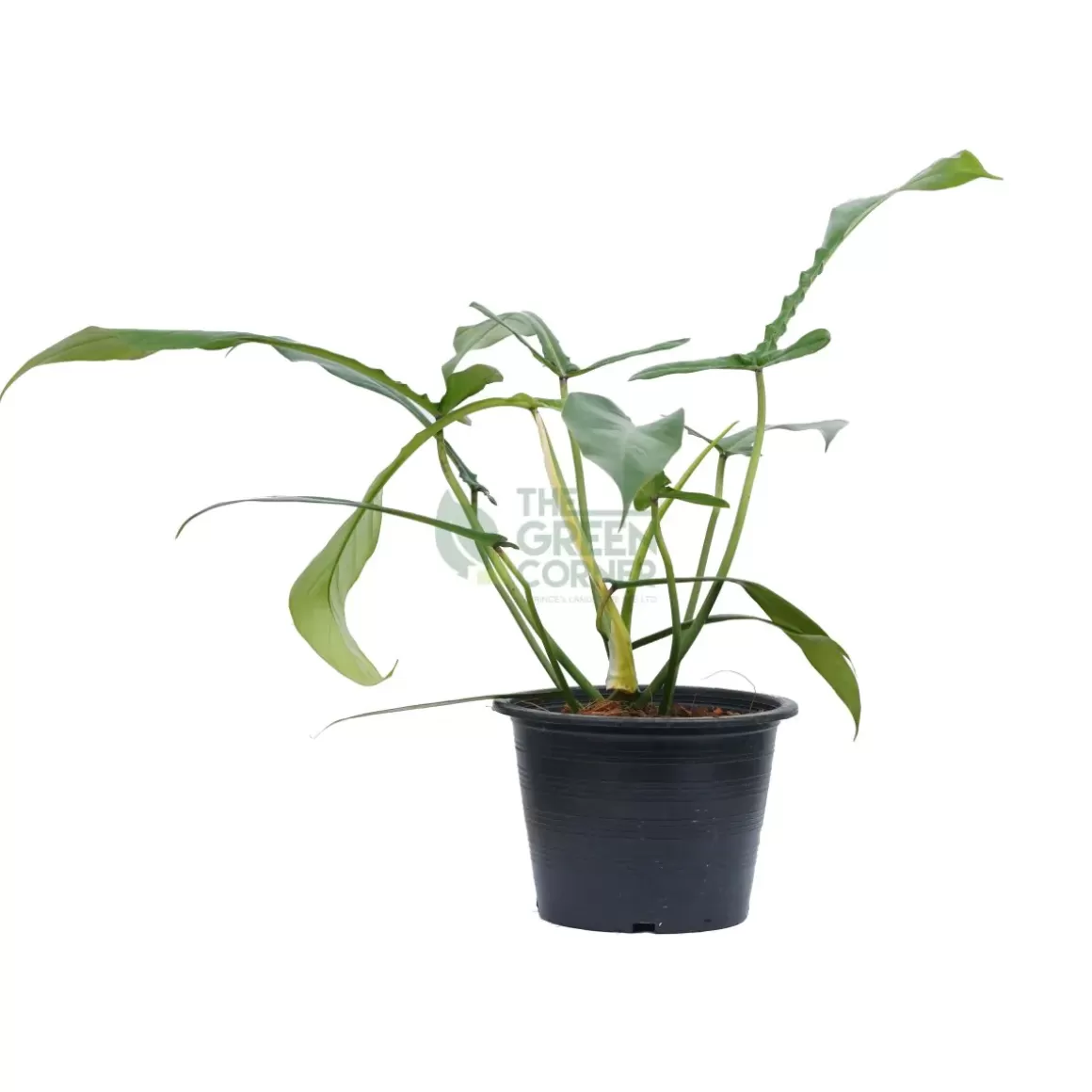 Discount Philodendron Joepii Philodendron