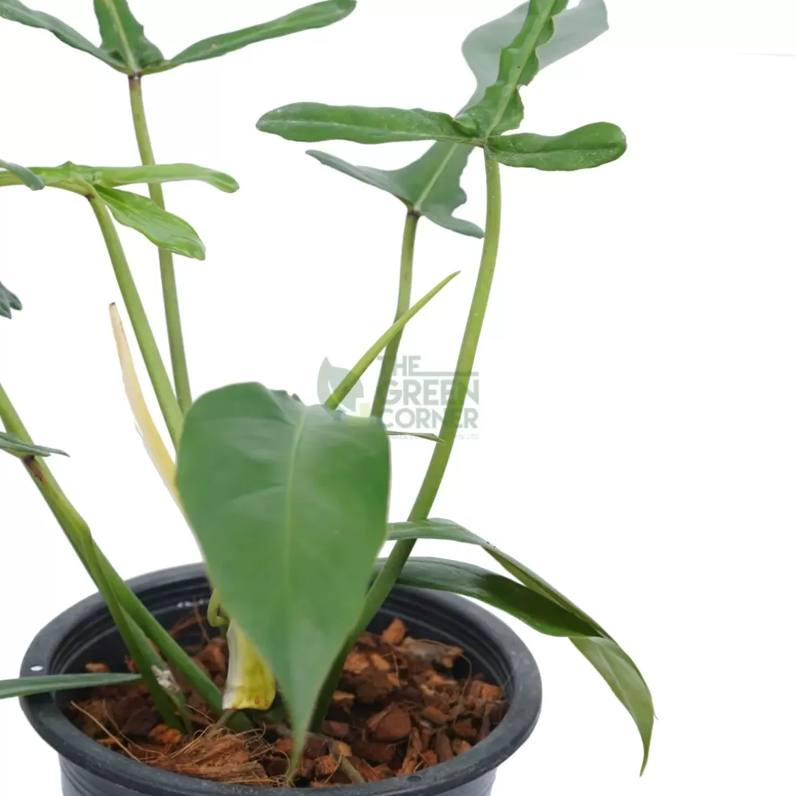 Discount Philodendron Joepii Philodendron