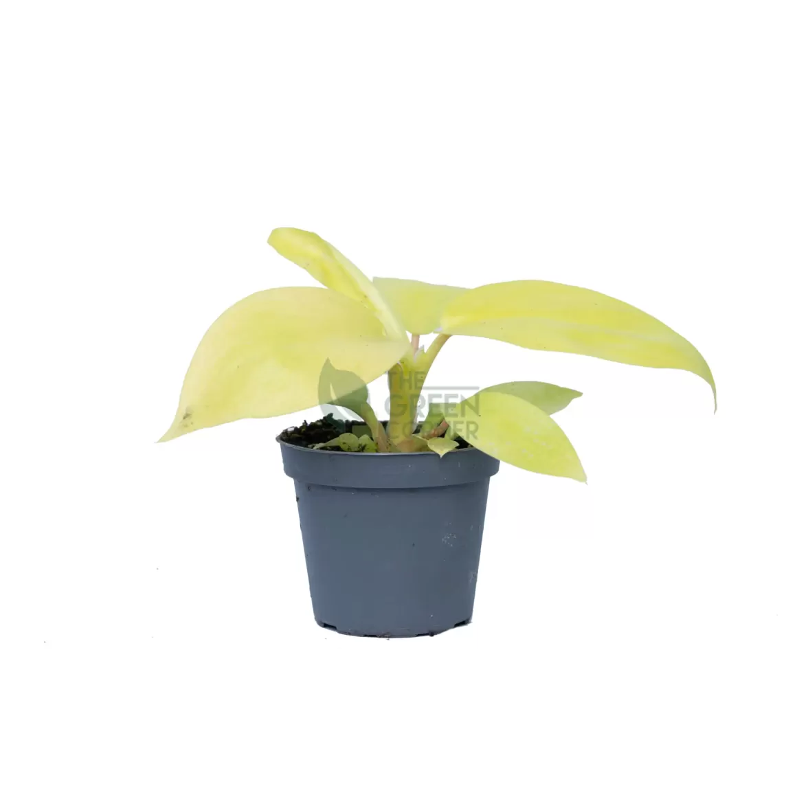 Discount Philodendron Lemon Lime Pot 60Mm Philodendron