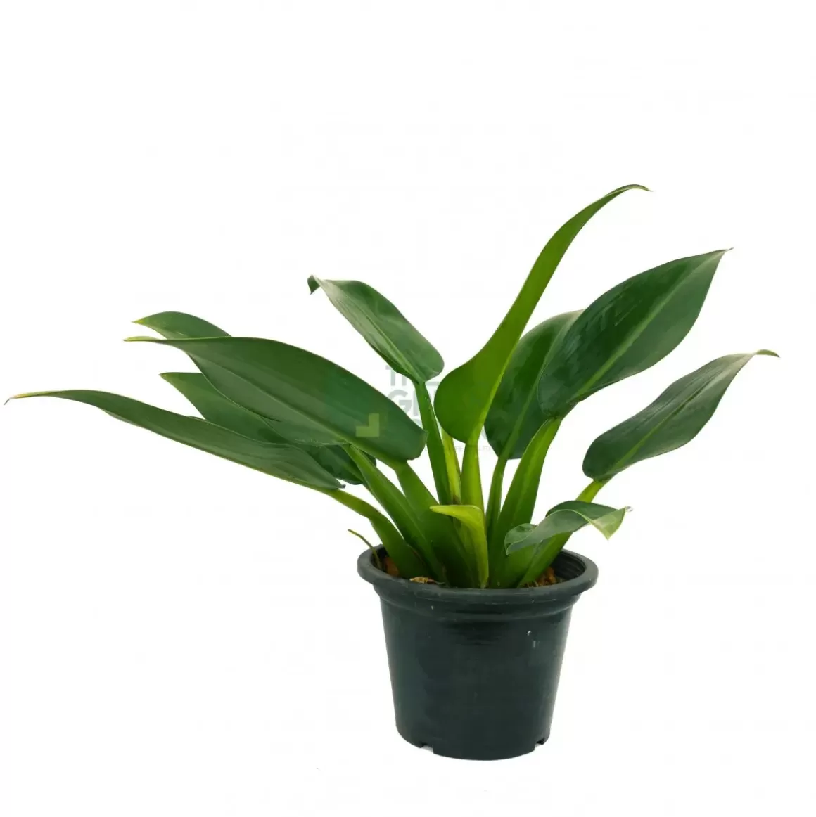 Cheap Philodendron Martianum Fat Boy Philodendron