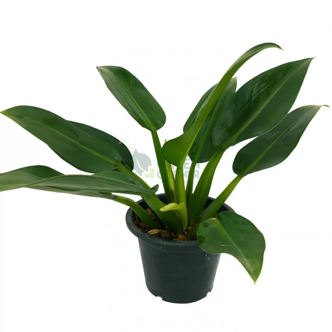 Cheap Philodendron Martianum Fat Boy Philodendron