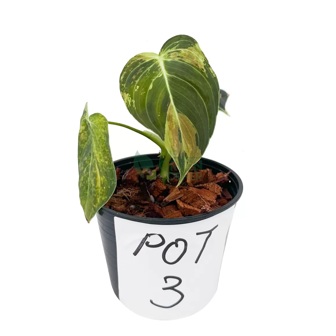 Discount Philodendron Melanochrysum Variegated Philodendron