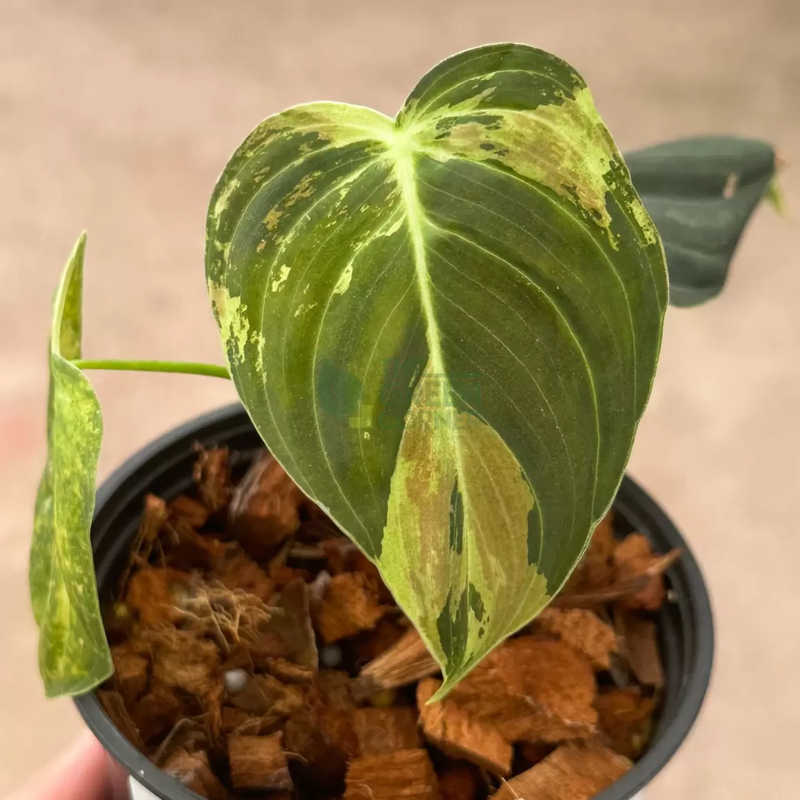 Discount Philodendron Melanochrysum Variegated Philodendron