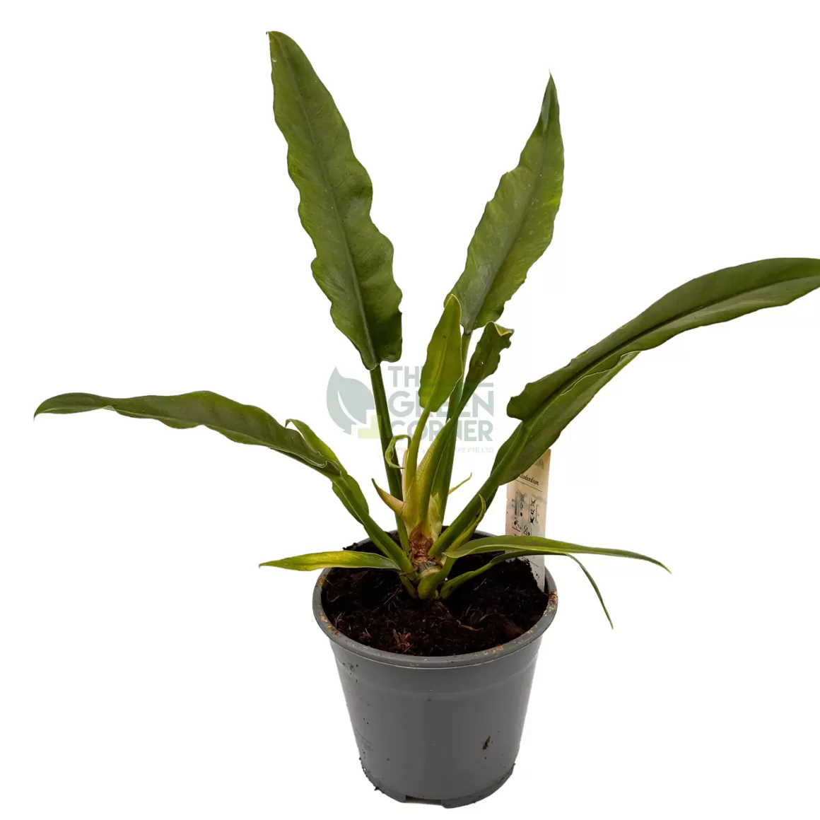 Best Sale Philodendron Narrow Escape Philodendron