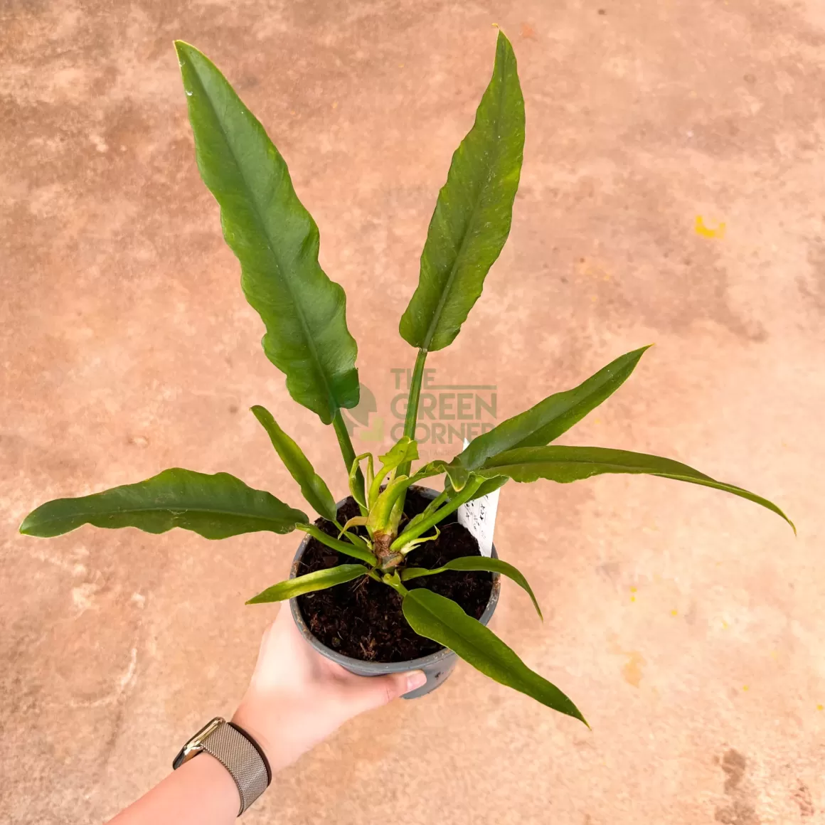 Best Sale Philodendron Narrow Escape Philodendron