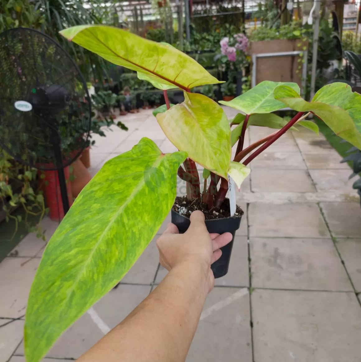 Outlet Philodendron Painted Lady Philodendron