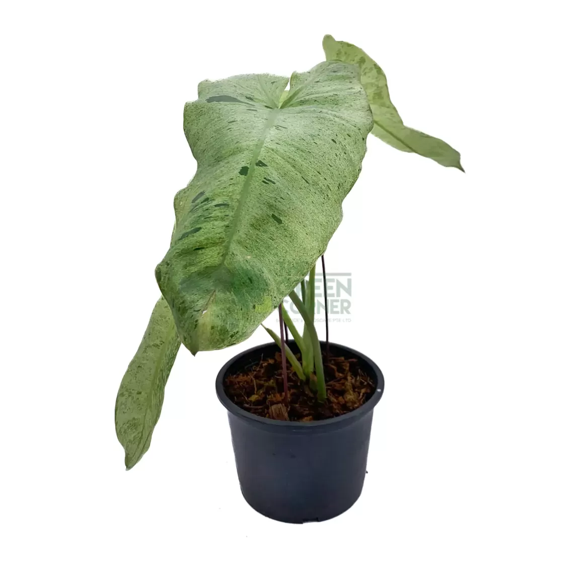 Outlet Philodendron Paraiso Verde Philodendron