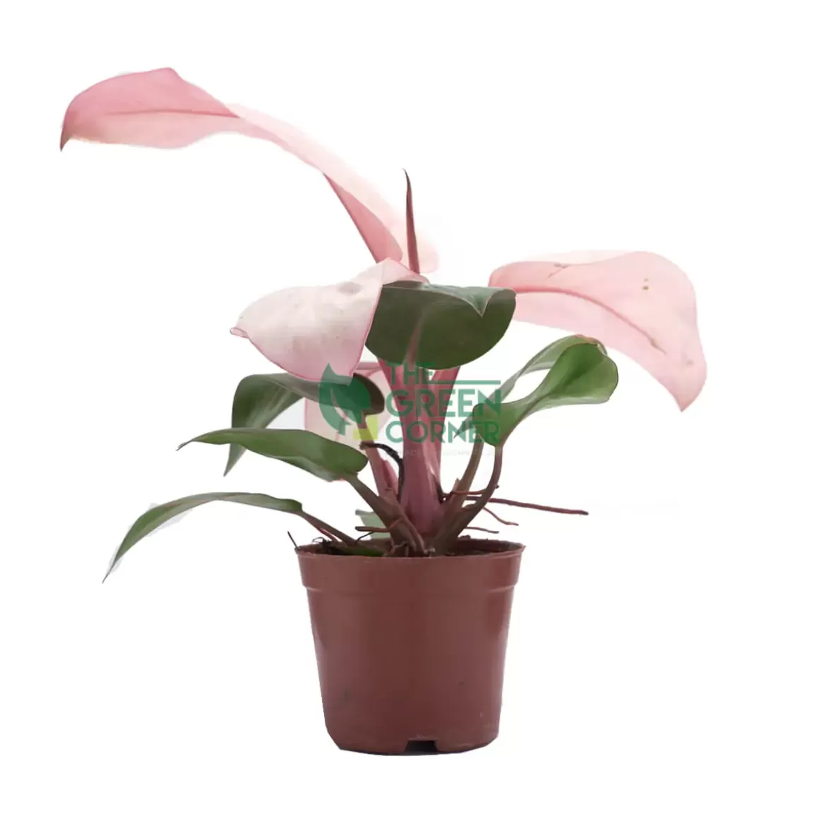 Best Philodendron Pink Congo Pot 90Mm Philodendron