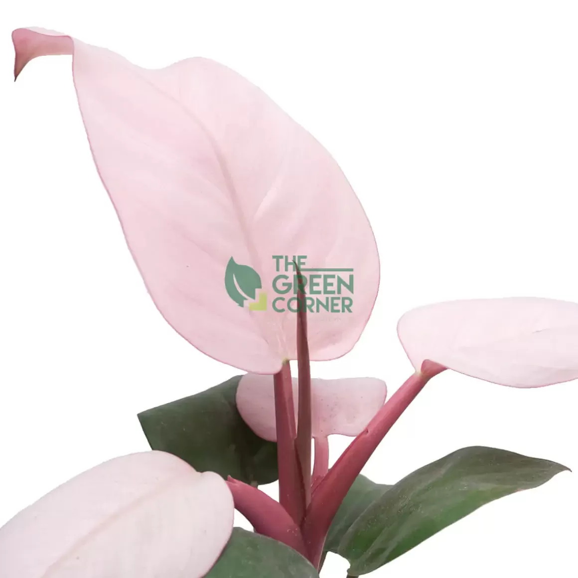 Best Philodendron Pink Congo Pot 90Mm Philodendron