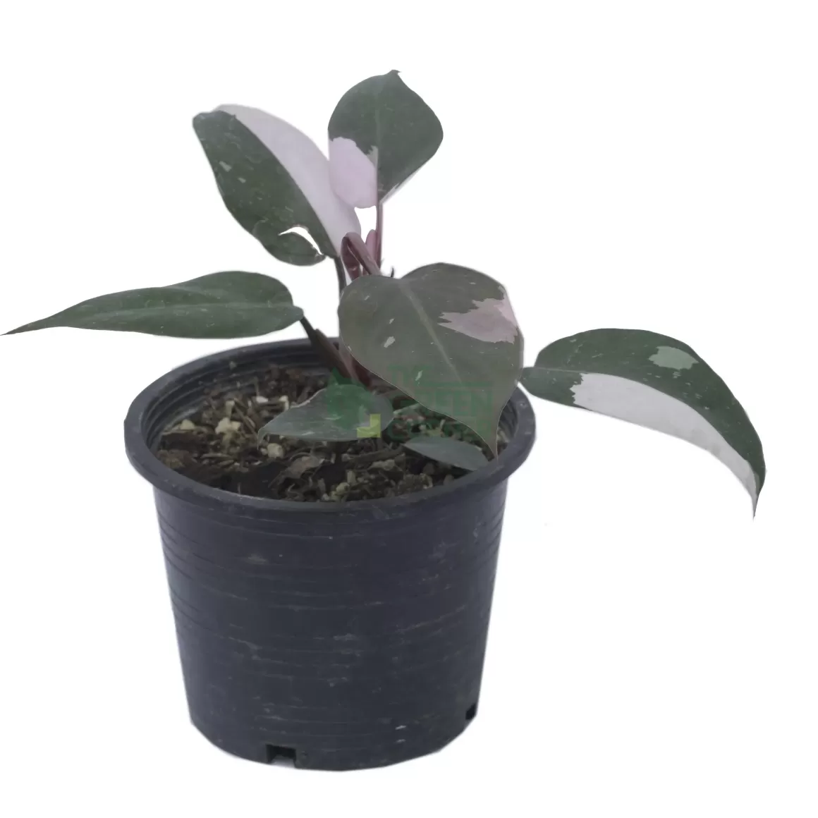 Outlet Philodendron Pink Princess Pot 125Mm Philodendron