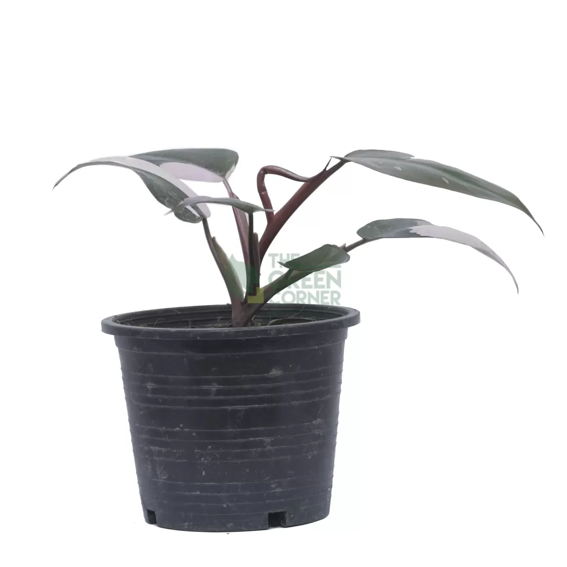 Outlet Philodendron Pink Princess Pot 125Mm Philodendron