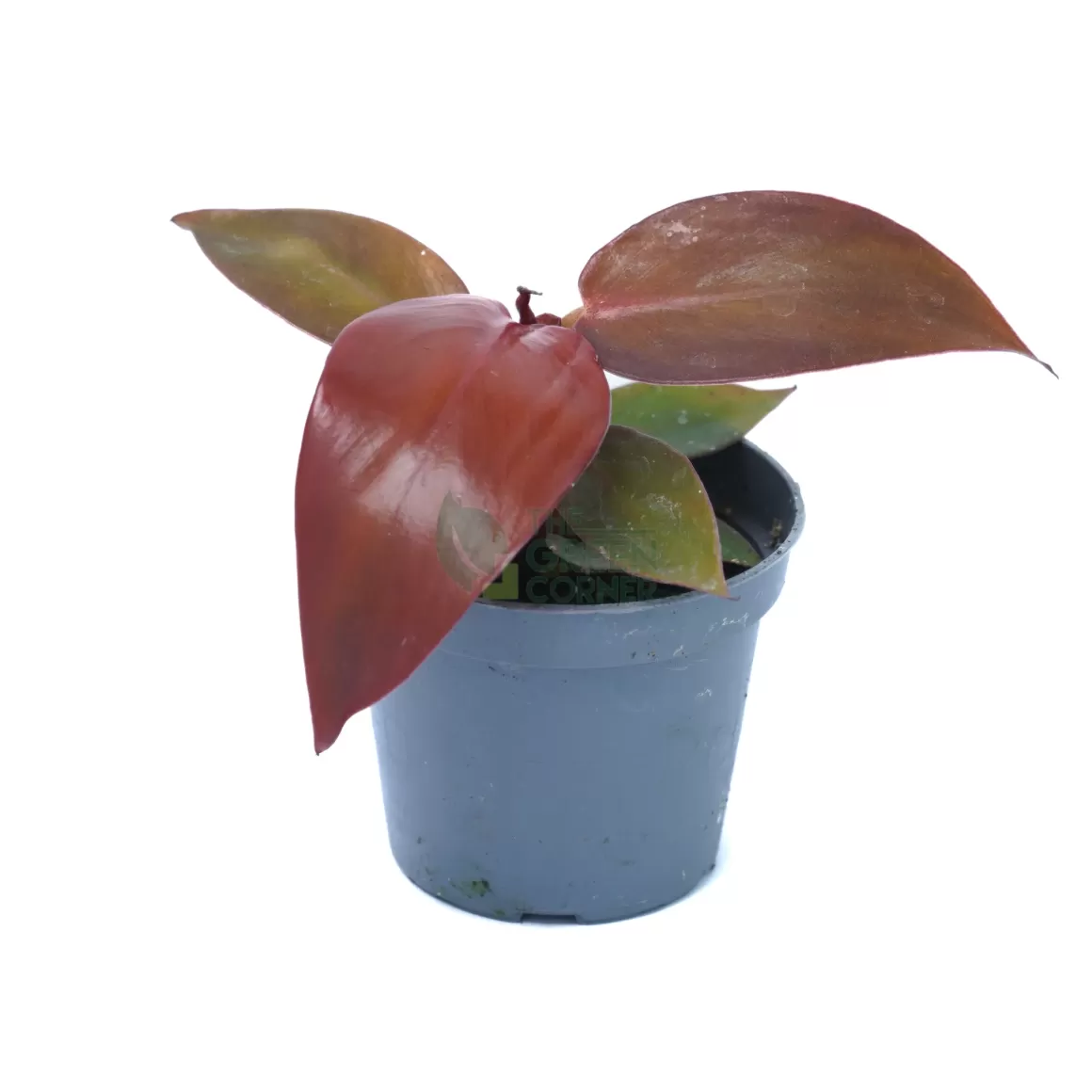 Online Philodendron Red Sun Pot 60Mm Philodendron