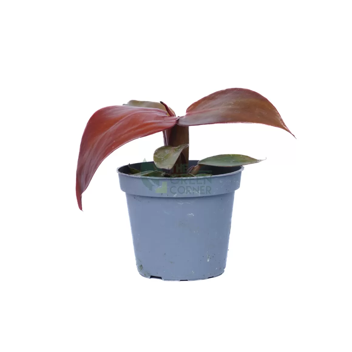 Online Philodendron Red Sun Pot 60Mm Philodendron