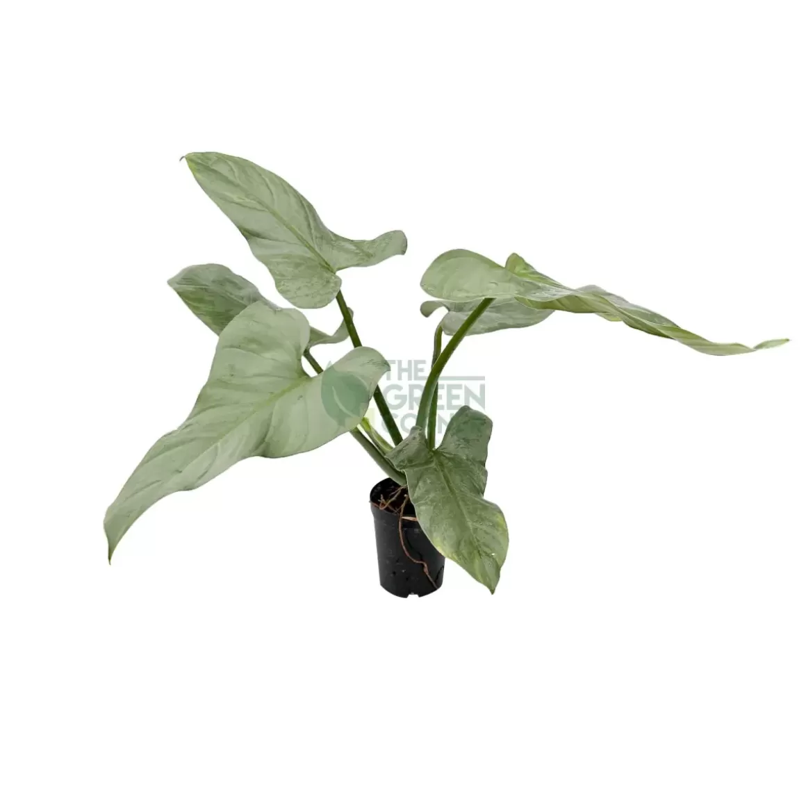 Clearance Philodendron Silver Sword Philodendron