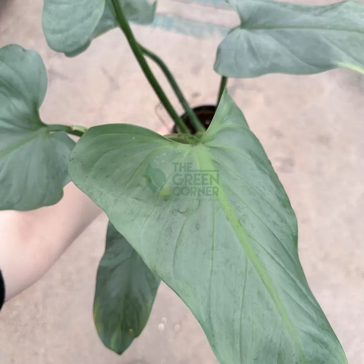 Clearance Philodendron Silver Sword Philodendron