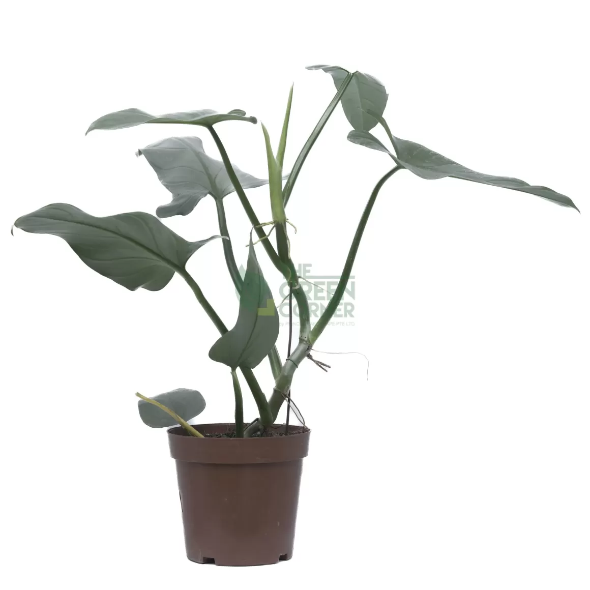 Best Sale Philodendron Silver Sword Pot 170Mm Philodendron