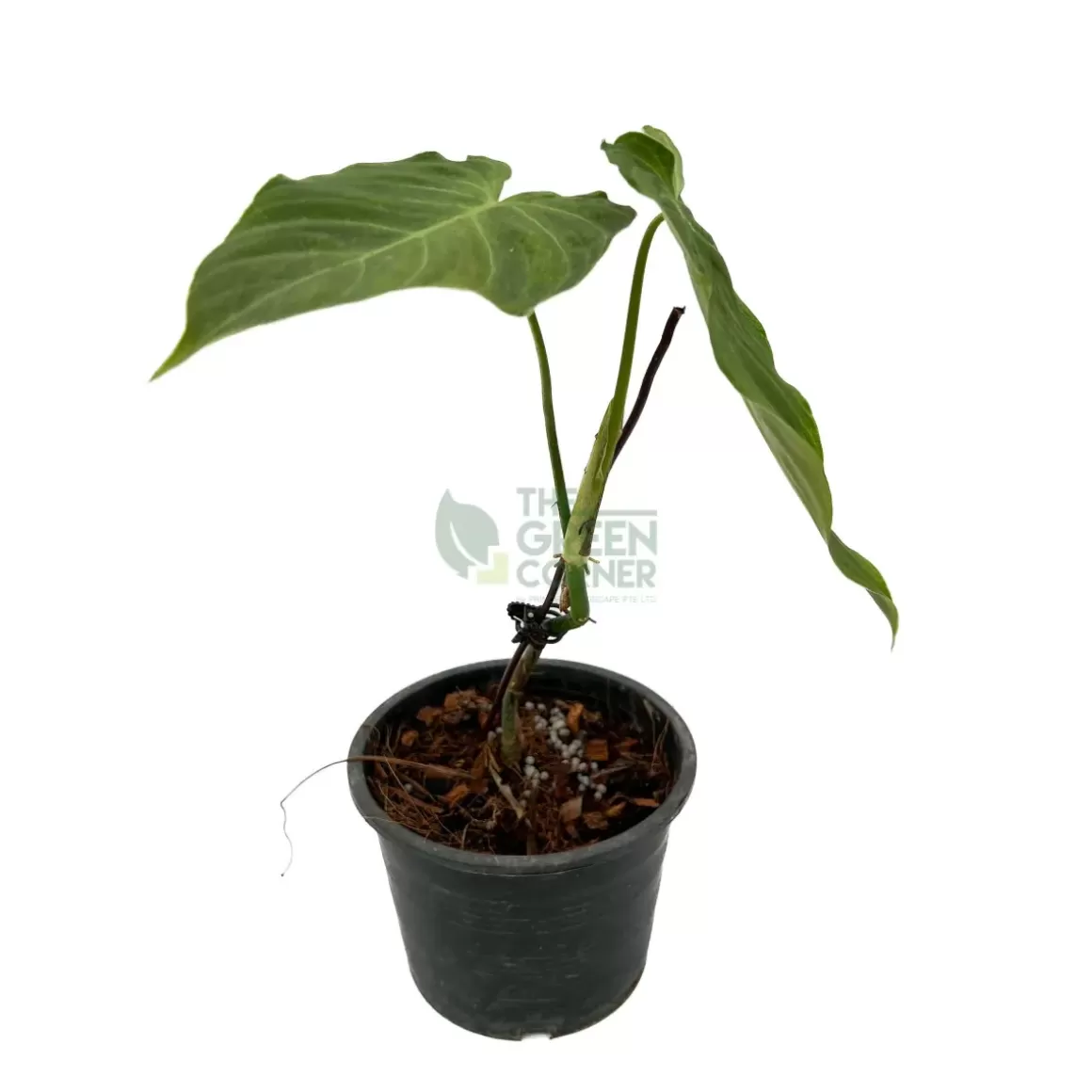 Cheap Philodendron Splendid Philodendron