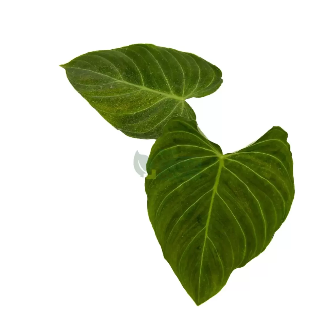 Cheap Philodendron Splendid Philodendron