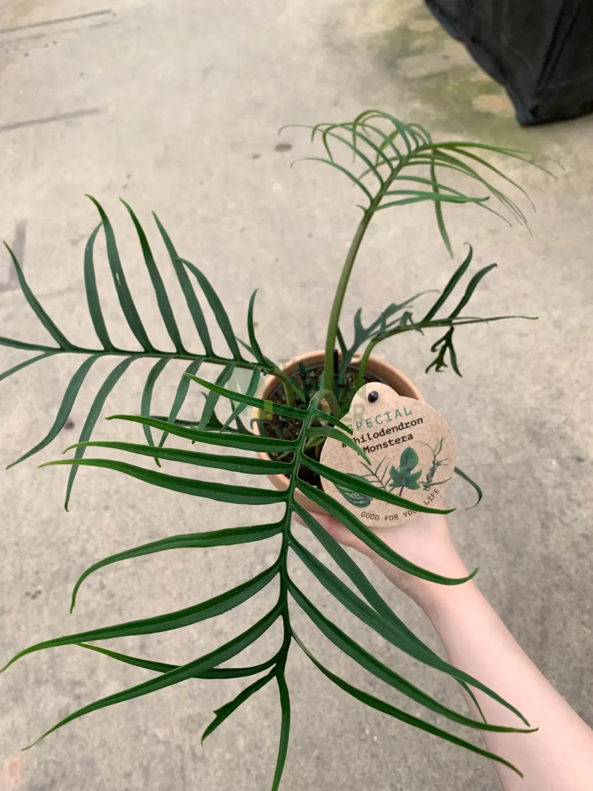 Flash Sale Philodendron Tortum Philodendron