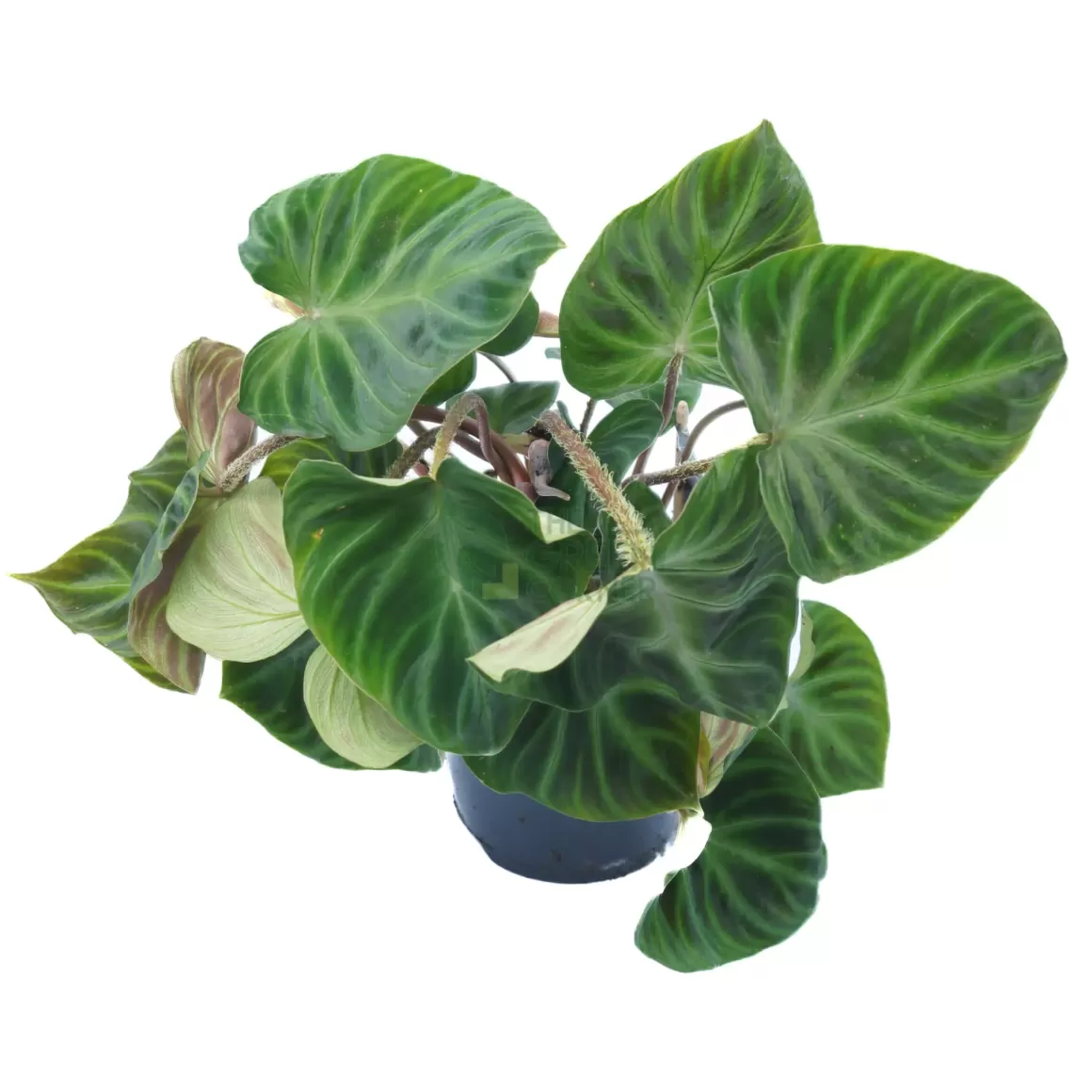 Clearance Philodendron Verrucosum 'Incensi' Pot 150Mm Philodendron