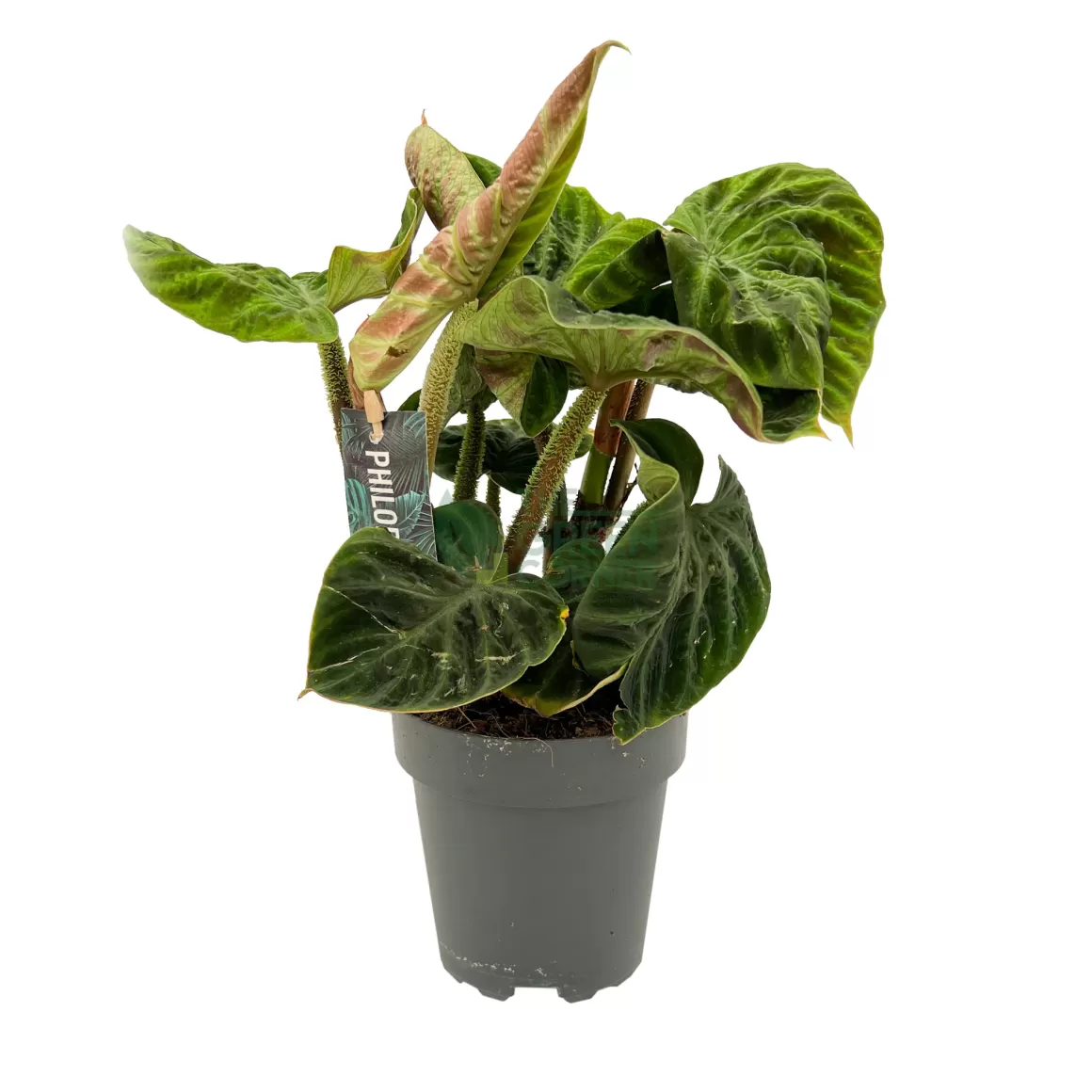 Online Philodendron Verrucosym Incensi Indoor Plants