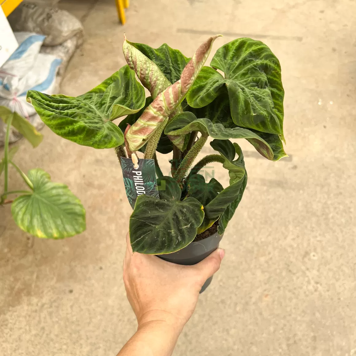 Online Philodendron Verrucosym Incensi Indoor Plants