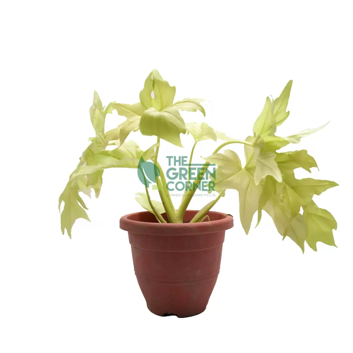 Clearance Philodendron Warscewiczii 'Aurea Flavum' Pot 280Mm Philodendron