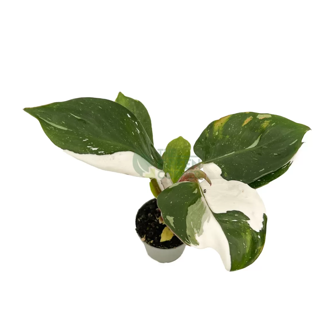 Fashion Philodendron White Knight Philodendron