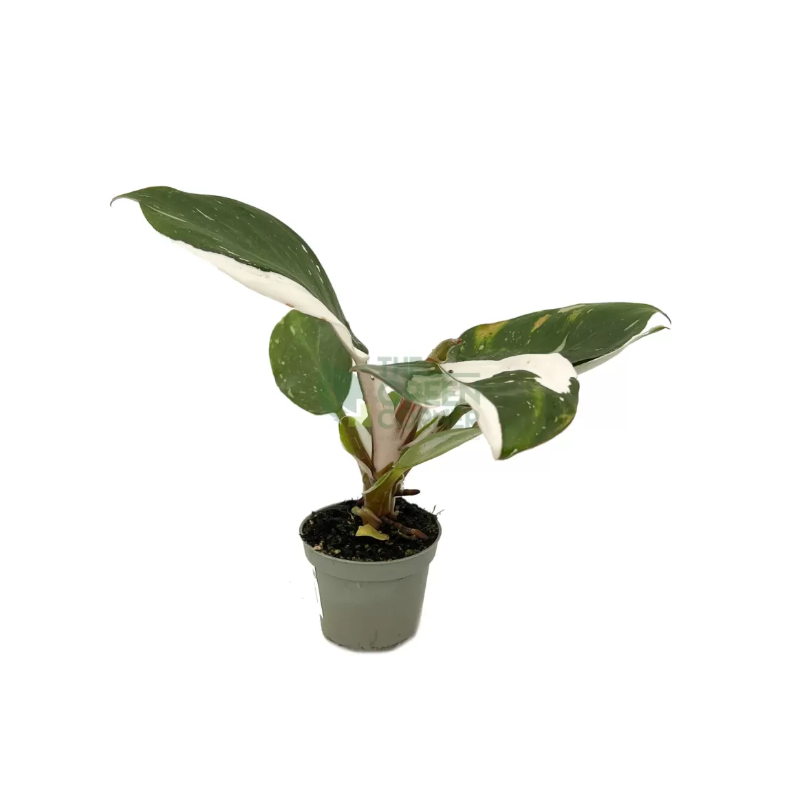 Fashion Philodendron White Knight Philodendron