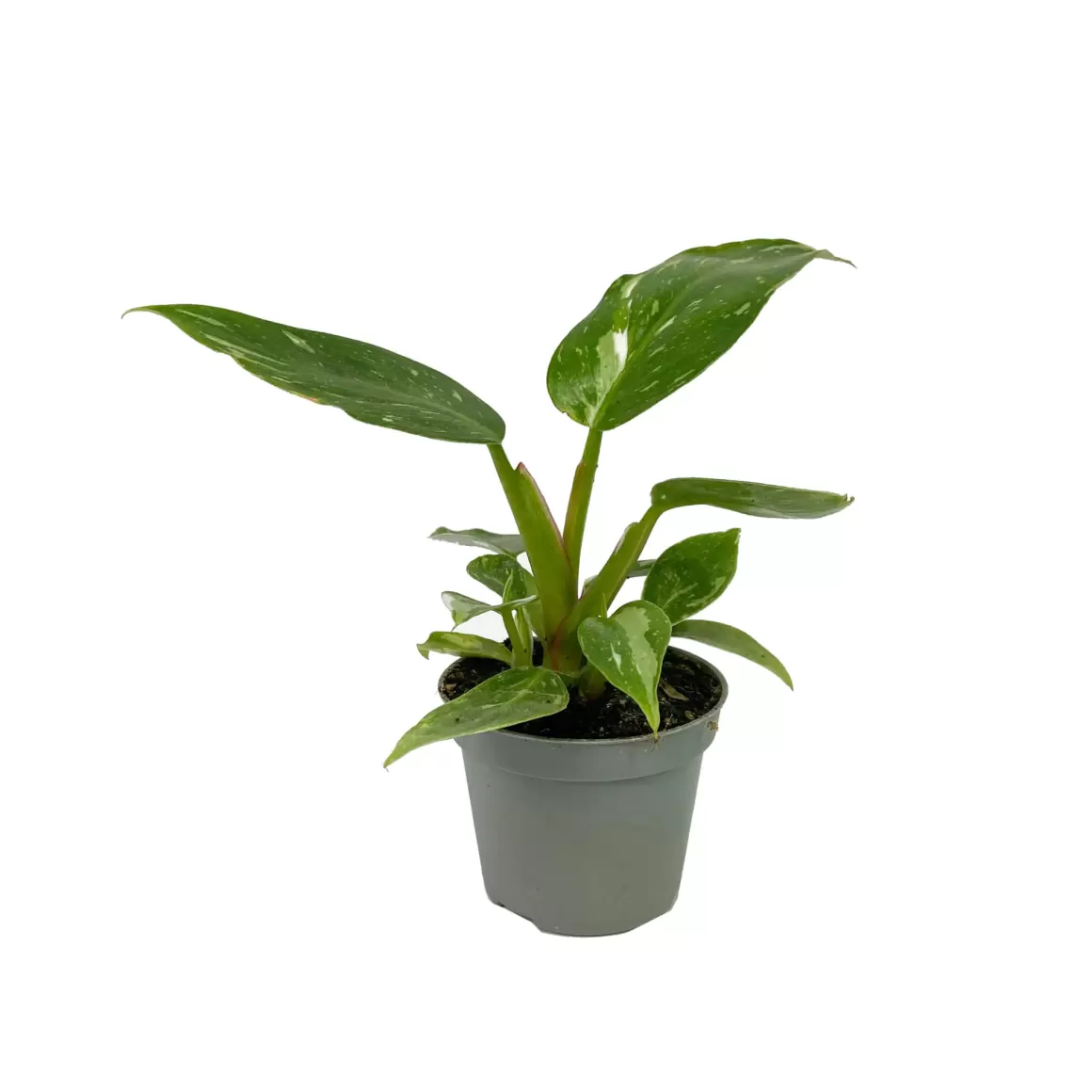 Discount Philodendron White Princess Philodendron