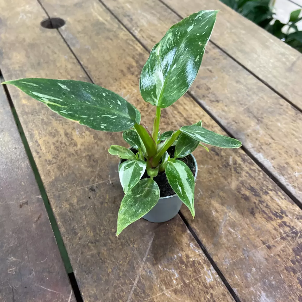 Discount Philodendron White Princess Philodendron