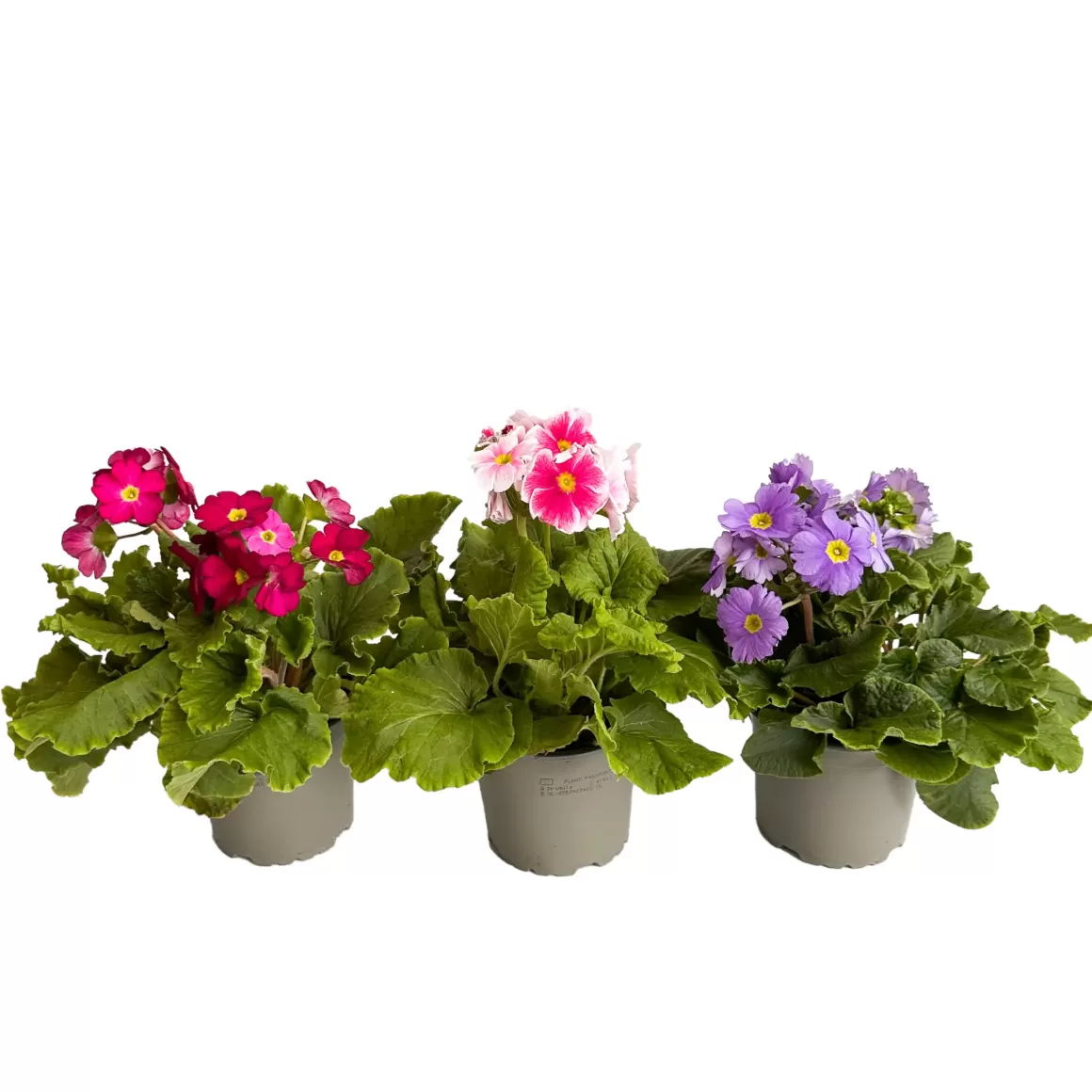 Best Sale Primula Touch Me Indoor Plants