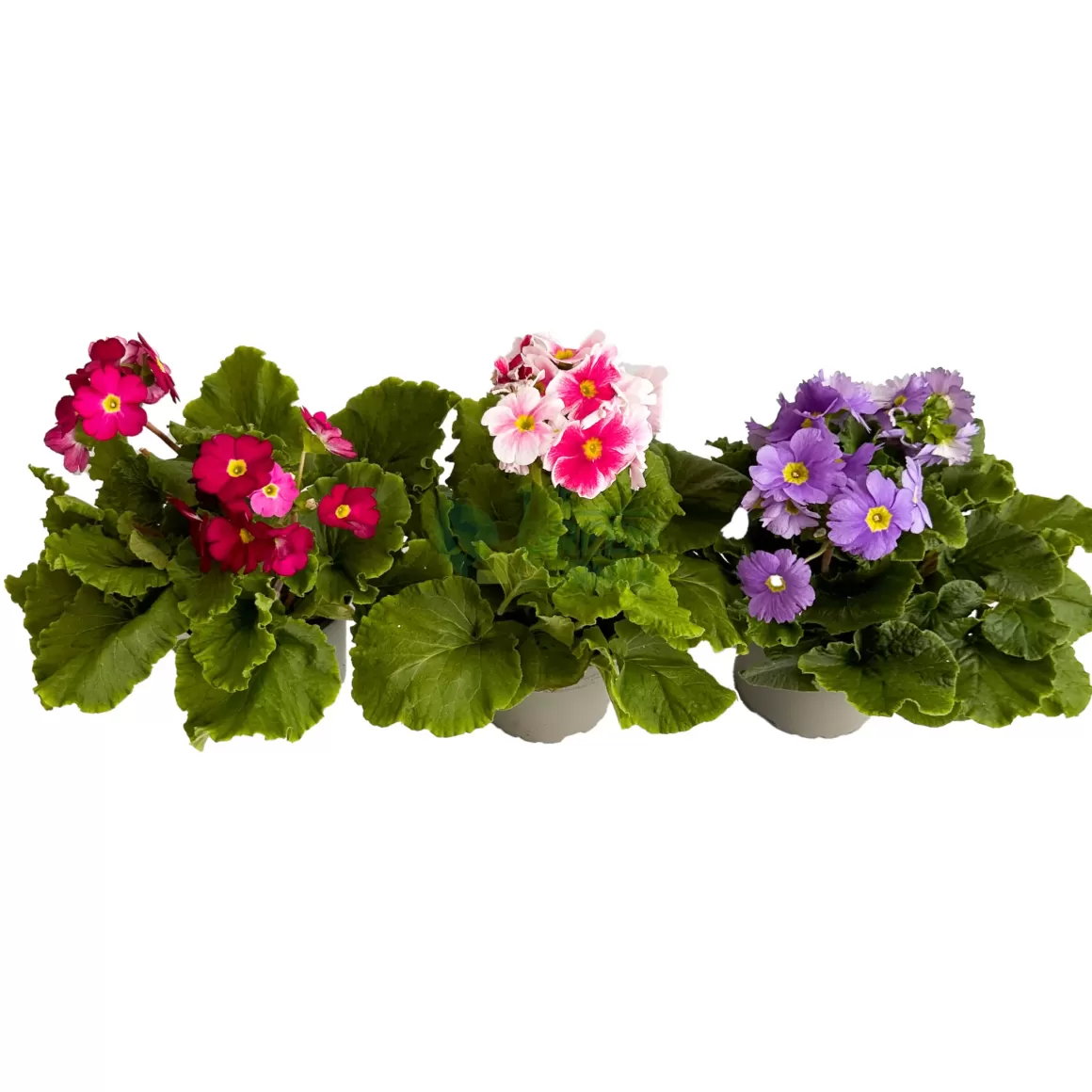 Best Sale Primula Touch Me Indoor Plants