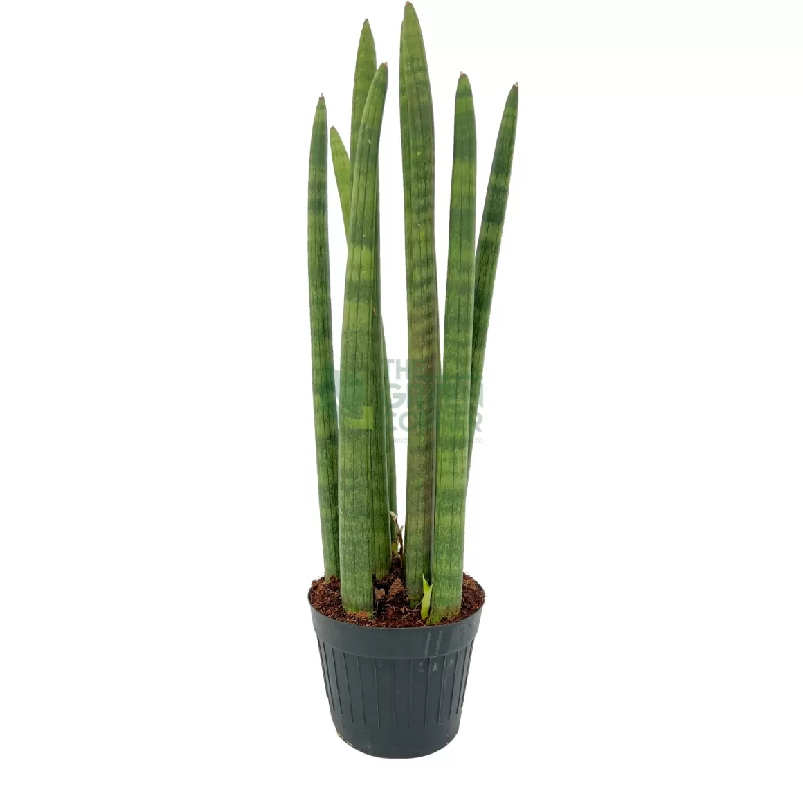 Best Sale Sansevieria Cylindrica Indoor Plants