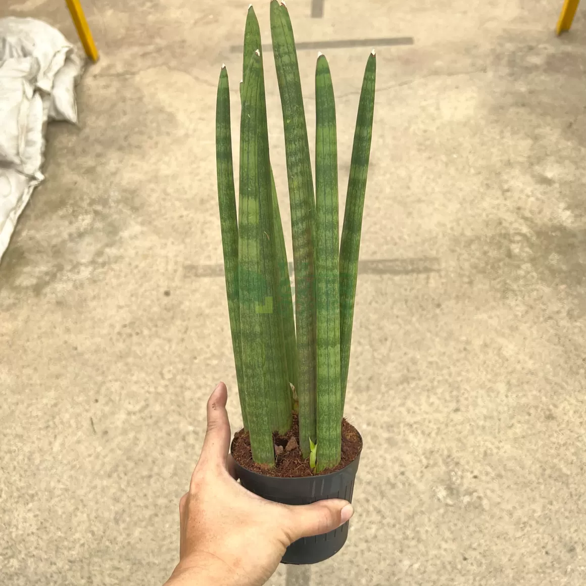 Best Sale Sansevieria Cylindrica Indoor Plants